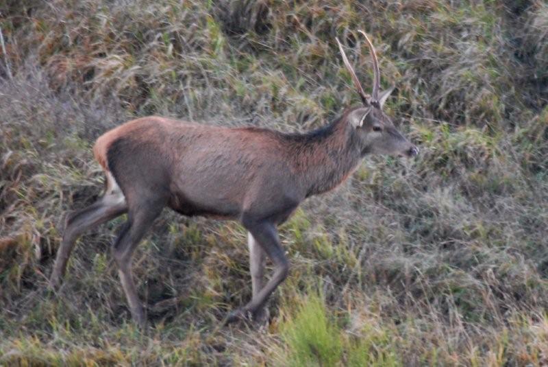 PASSIONE PER IL CERVO